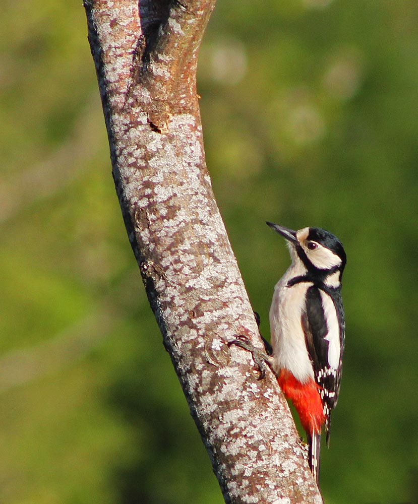 Le pic épeiche (Oiseaux / Piciformes / Picidés / Dendrocopos major)<br>femelle sur un tronc