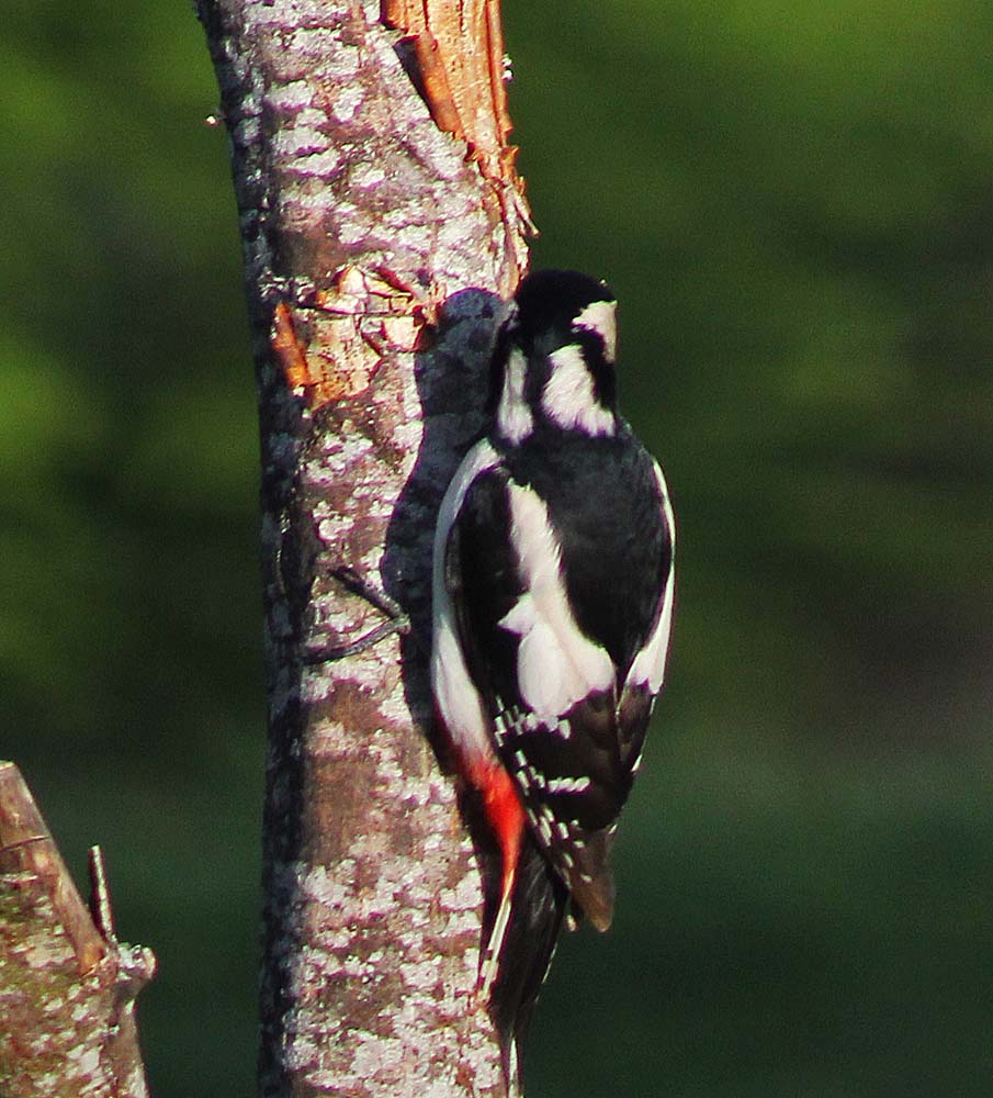 Le pic épeiche (Oiseaux / Piciformes / Picidés / Dendrocopos major)<br>femelle vue de dos