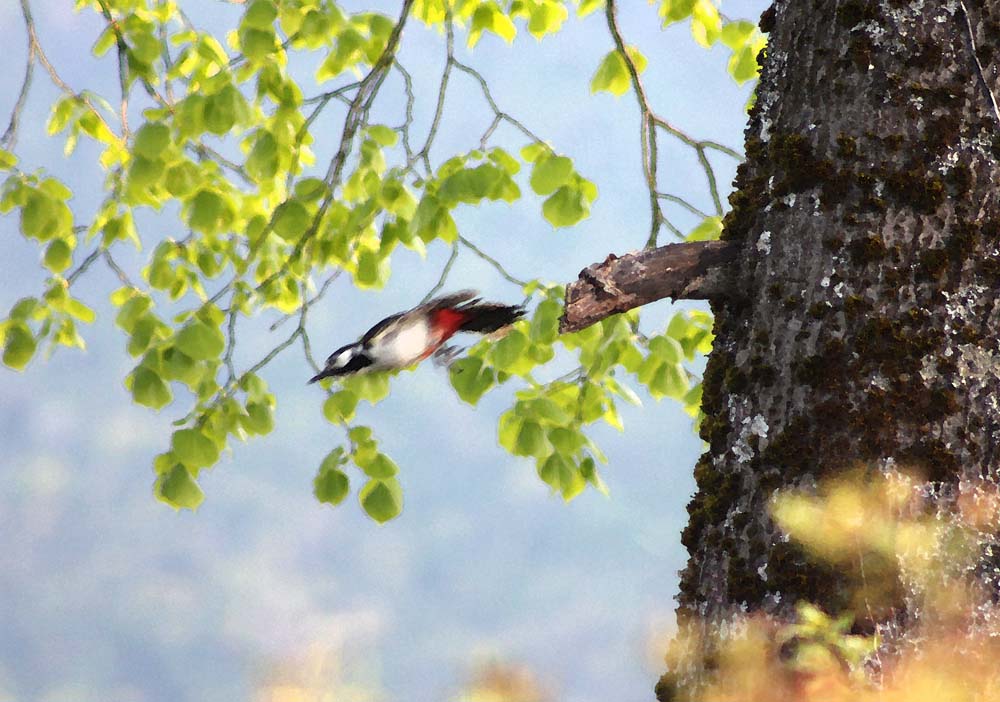 Le pic épeiche (Oiseaux / Piciformes / Picidés / Dendrocopos major)<br>En train de plonger depuis une branche
