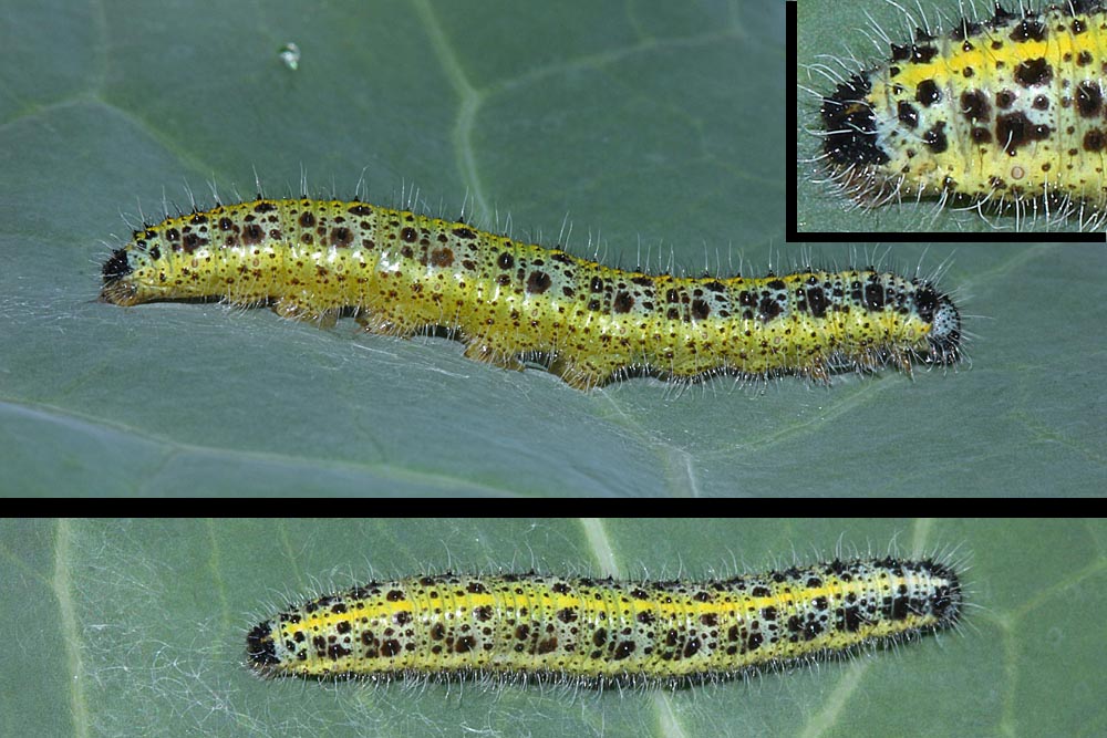 Chenille de Piéride du chou gros plan <br>Pieris brassicae