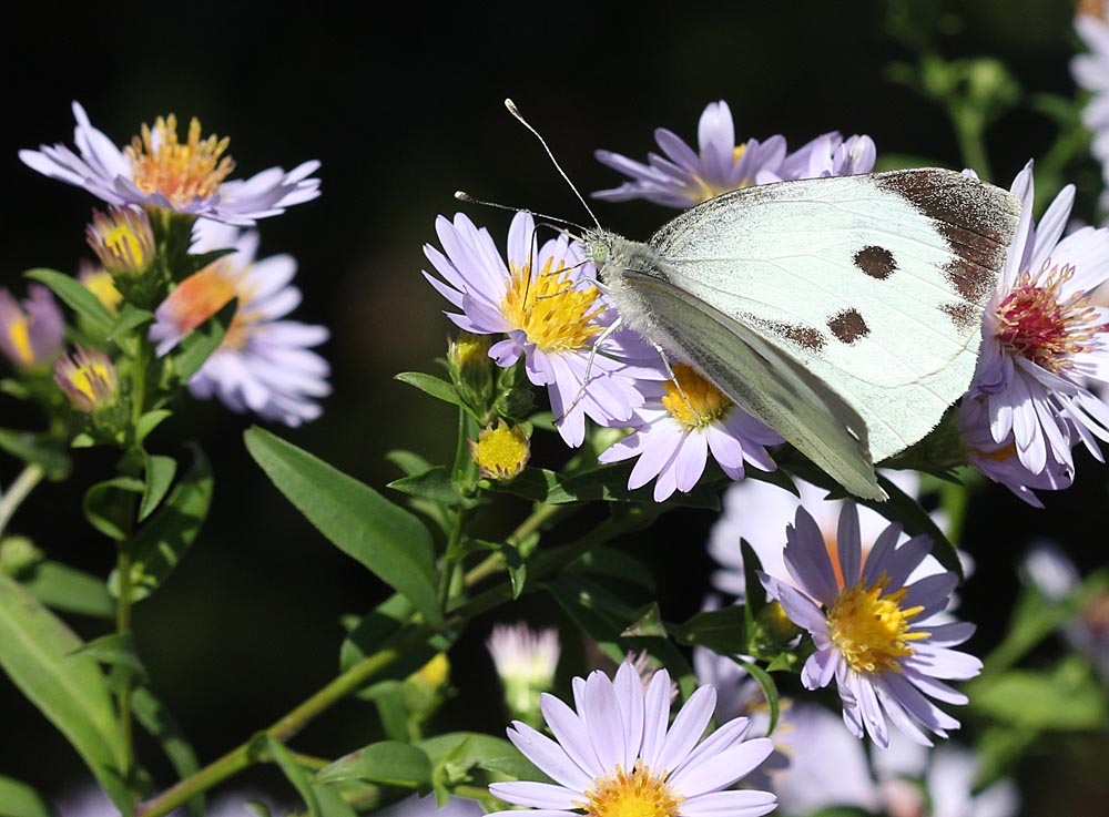 Piéride du chou femelle sur un aster<br>Pieris brassicae