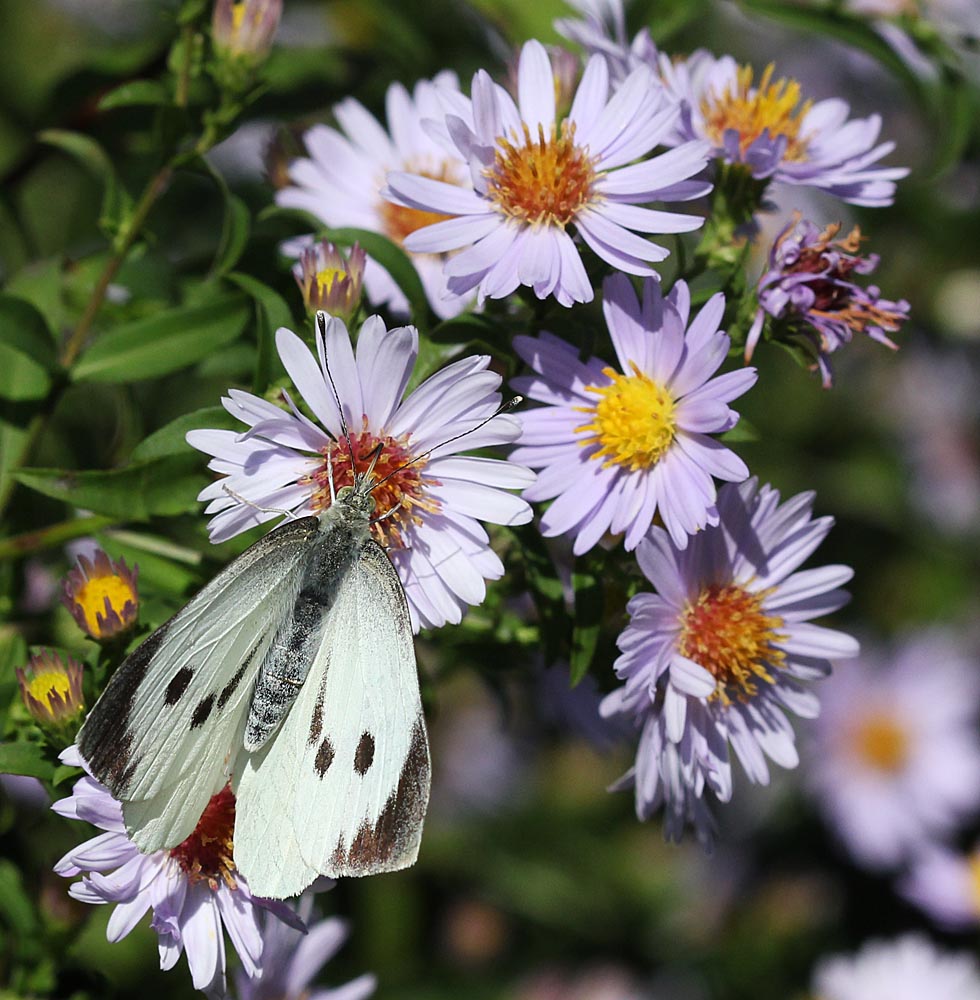 Piéride du chou femelle vue générale<br>Pieris brassicae