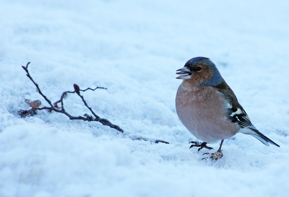 Le pinson des arbres (Oiseaux / Passériformes / Fringillidés / Fringilla coelebs)<br>Un mâle dans la neige