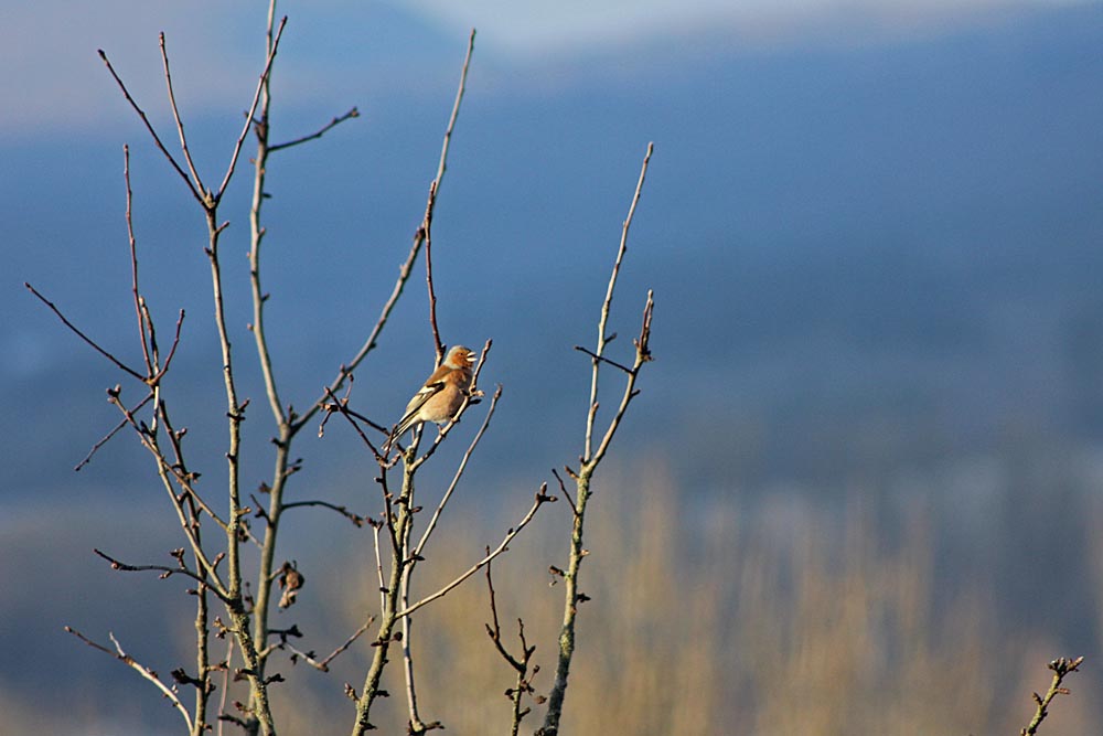 Un mâle de pinson des arbres (Oiseaux / Passériformes / Fringillidés / Fringilla coelebs)<br>qui chante en haut d'un arbre