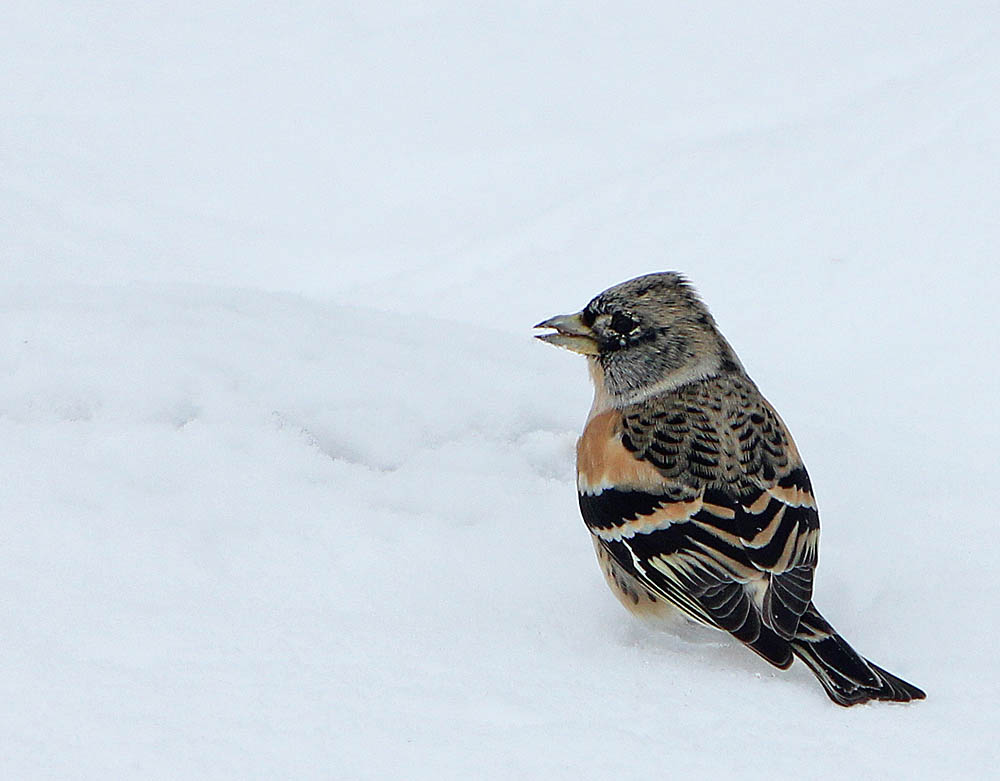 Le pinson du Nord (Oiseaux / Passériformes / Fringillidés / Fringilla montifringilla)<br>Un mâle dans la neige
