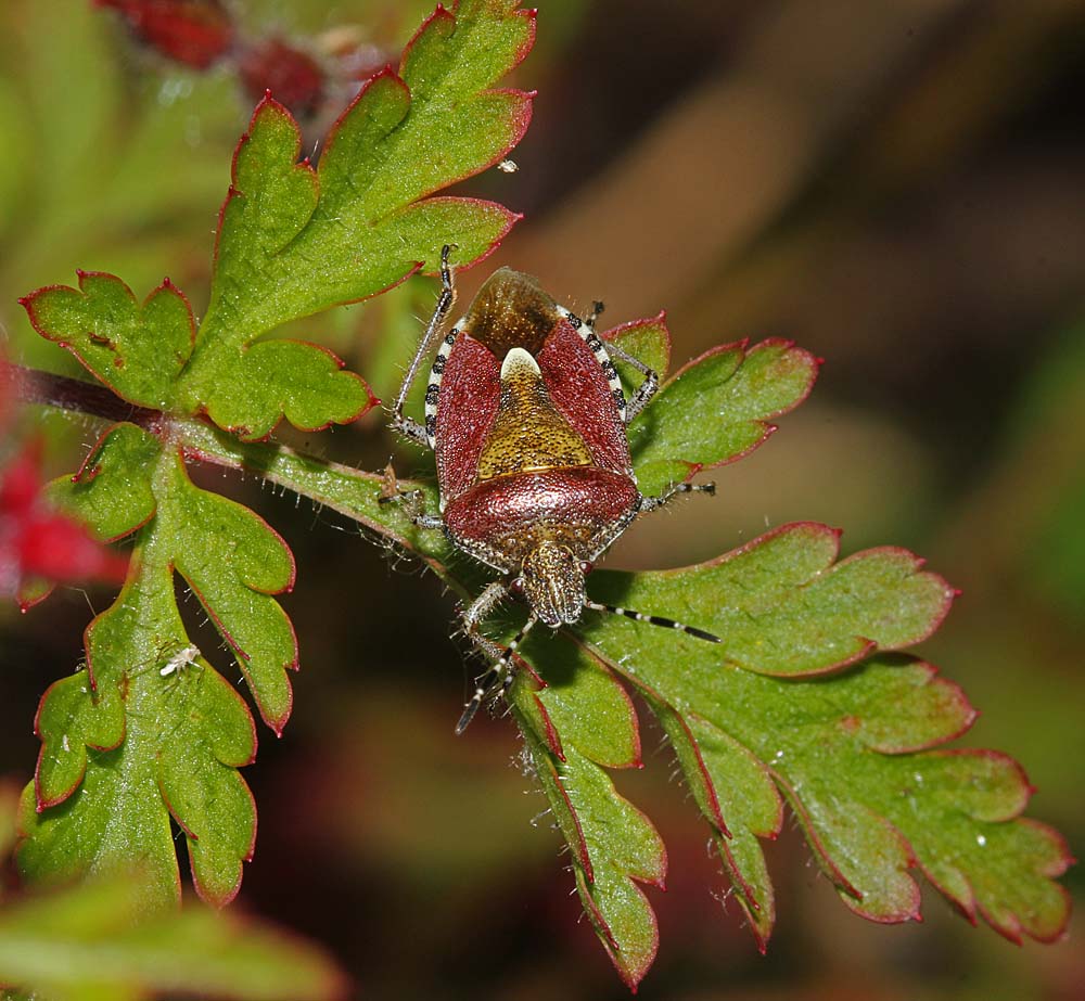 La punaisedes baies (Insectes / Hémiptères / Hétéroptères / Pentatomidés / Dolycoris baccarum)<br>Sur un géranium herbe à robert