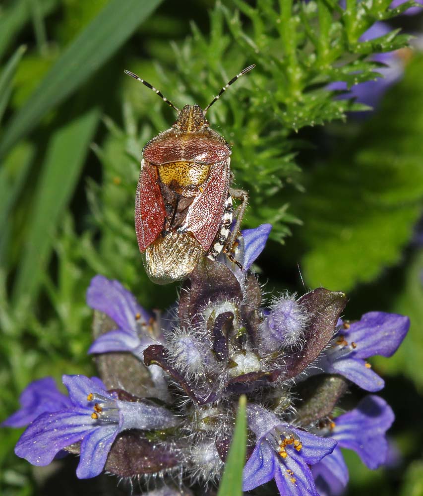 La punaisedes baies (Insectes / Hémiptères / Hétéroptères / Pentatomidés / Dolycoris baccarum)<br>sur un bugle rampant