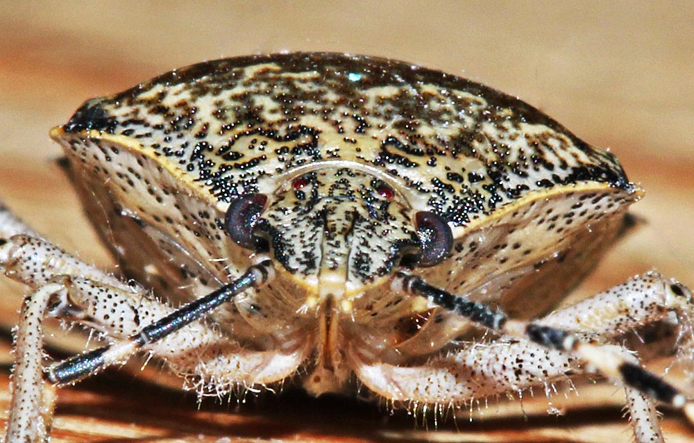 La punaise nébuleuse (Insectes / Hémiptères / Hétéroptères / Pentatomidés / Raphigaster nebulosa)<br>vue de face en gros plan