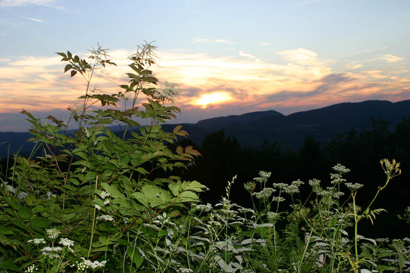 reine des bois (Aruncus dioicus) Rosacées couché de soleil