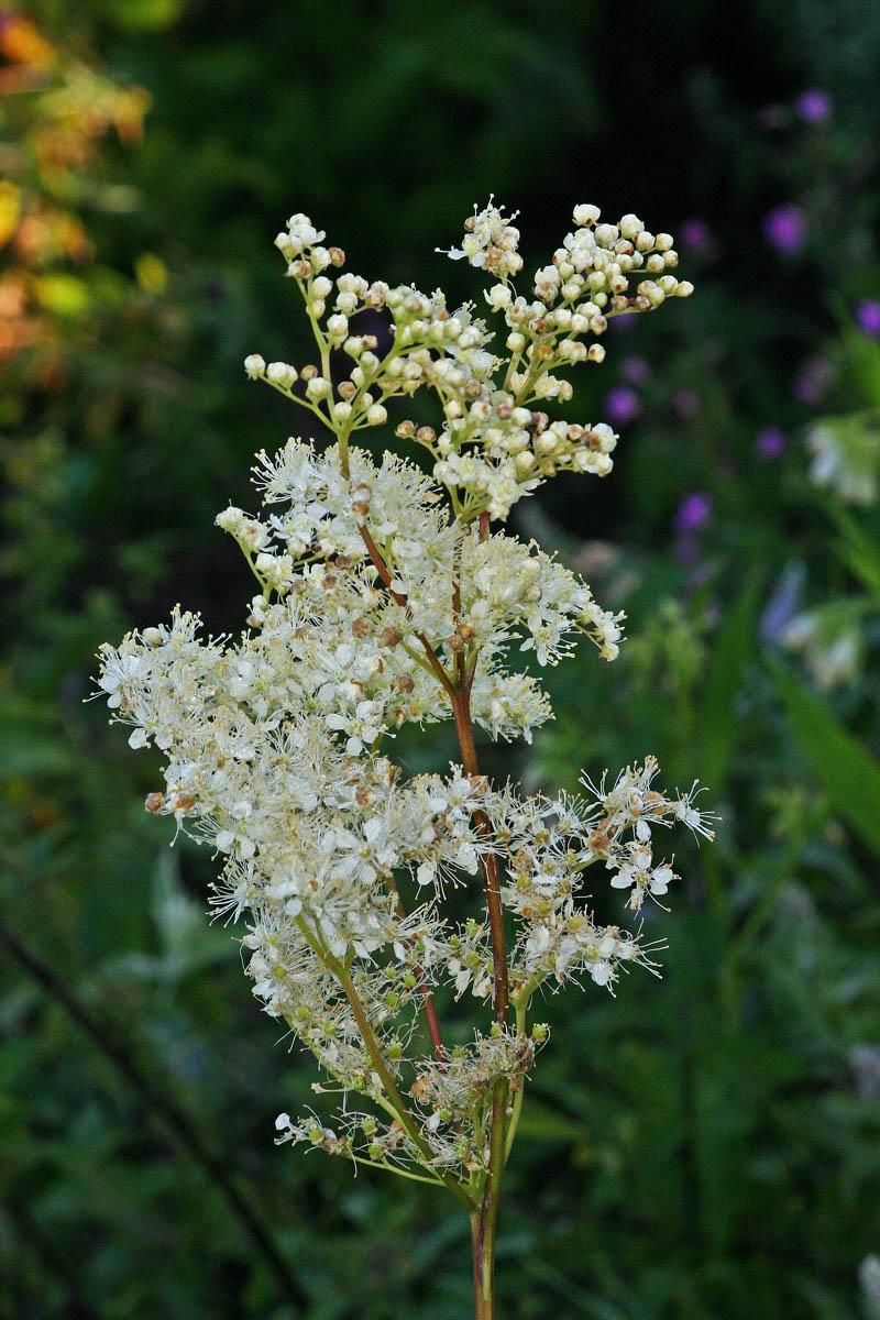 Reine des prés (Filipendula ulmaria) Rosacées Inflorescence