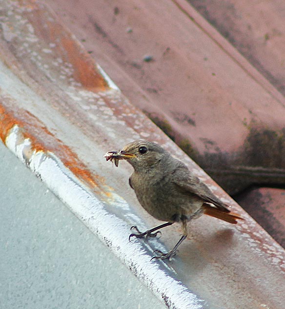 Femelle de rougequeue noir (Muscicapidés / Phoenicurus ochruros) au bord d'un toit avec un insecte dans le bec