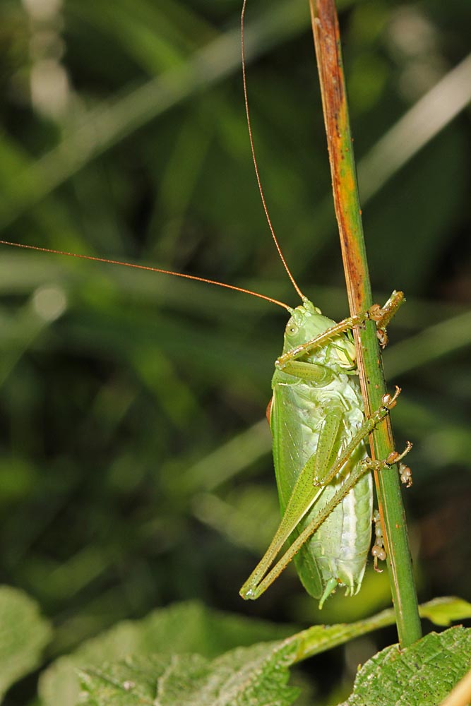 La sauterelle cymbalière (Tettigonia cantans), vue ventrale