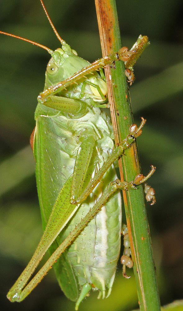 La sauterelle cymbalière (Insectes / Orthoptère / Ensifères /Tettigoniidés / Tettigonia cantans) gros plan vue ventrale