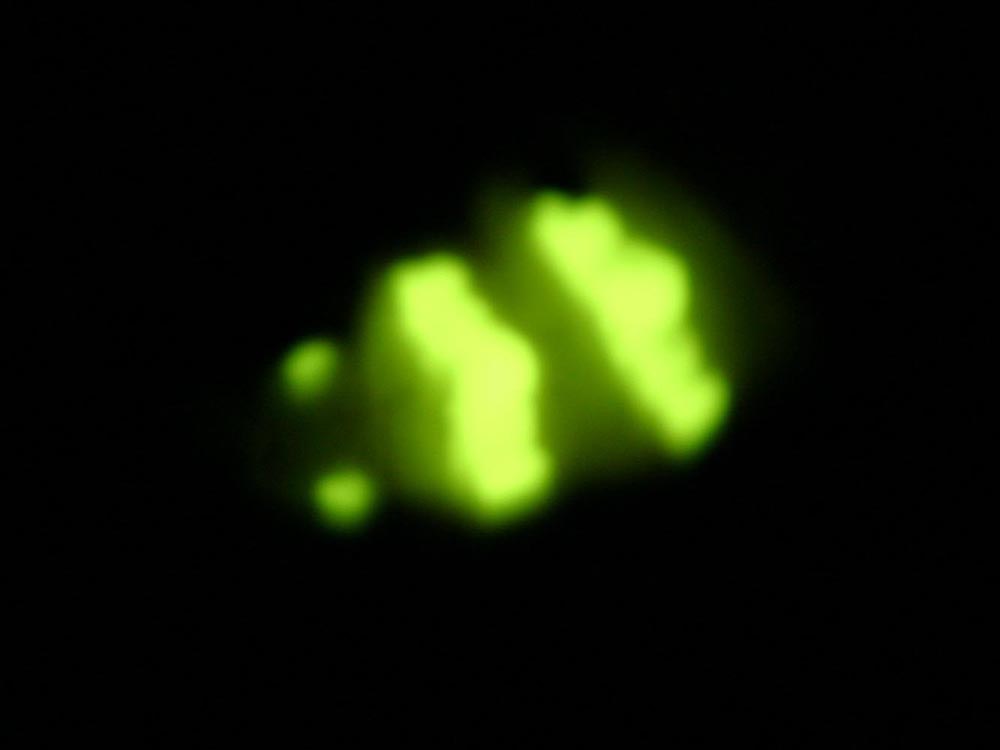 Bioluminescence du ver luisant photographiée la nuit