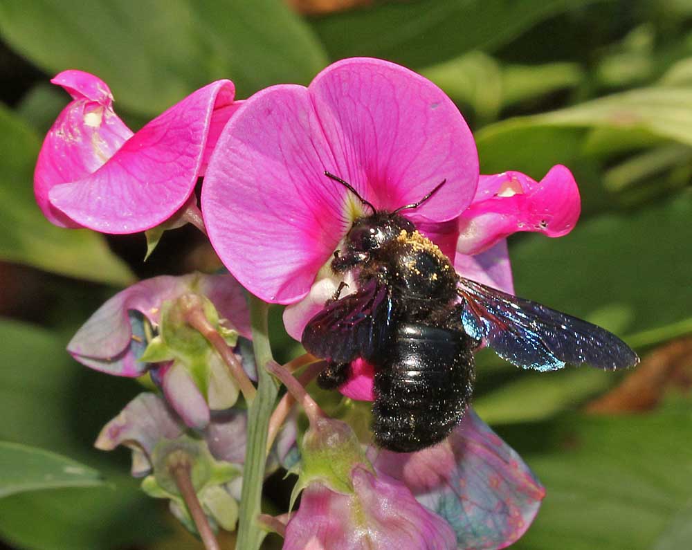 xylocope violet (Hyménoptères / Apocrites / Apidés / Xylocopa violacea) sur un pois de senteur