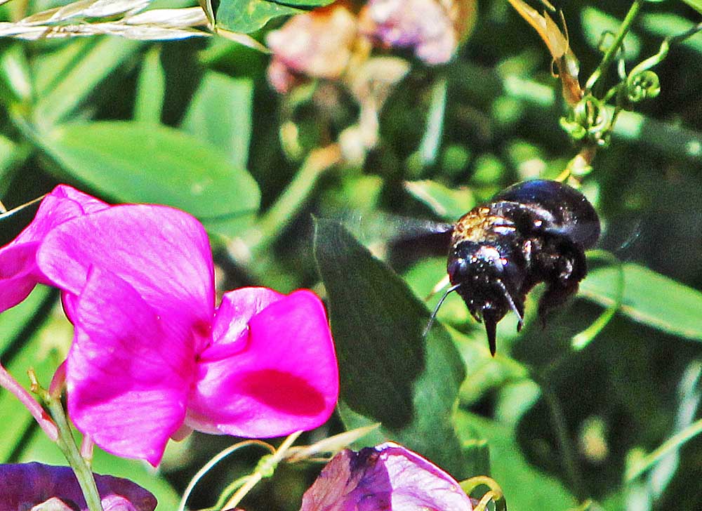 Xylocope violacea vue de la trompe