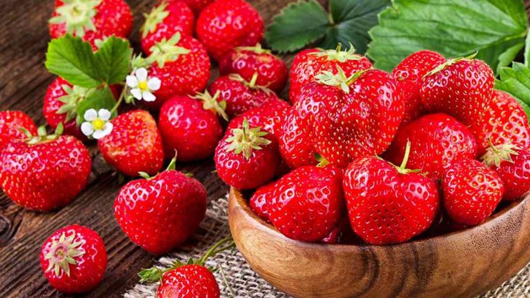 Myrtille : le fruit rouge riche en antioxydants qui soutient la concentration et le vieillissement cérébral, selon des neurologues