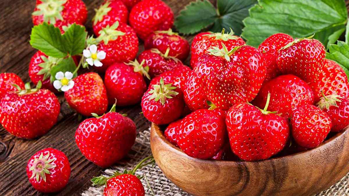 Myrtille : le fruit rouge riche en antioxydants qui soutient la concentration et le vieillissement cérébral, selon des neurologues